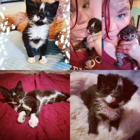 Proceeds Help Me Save Animals Lives - Picture 4 of 7